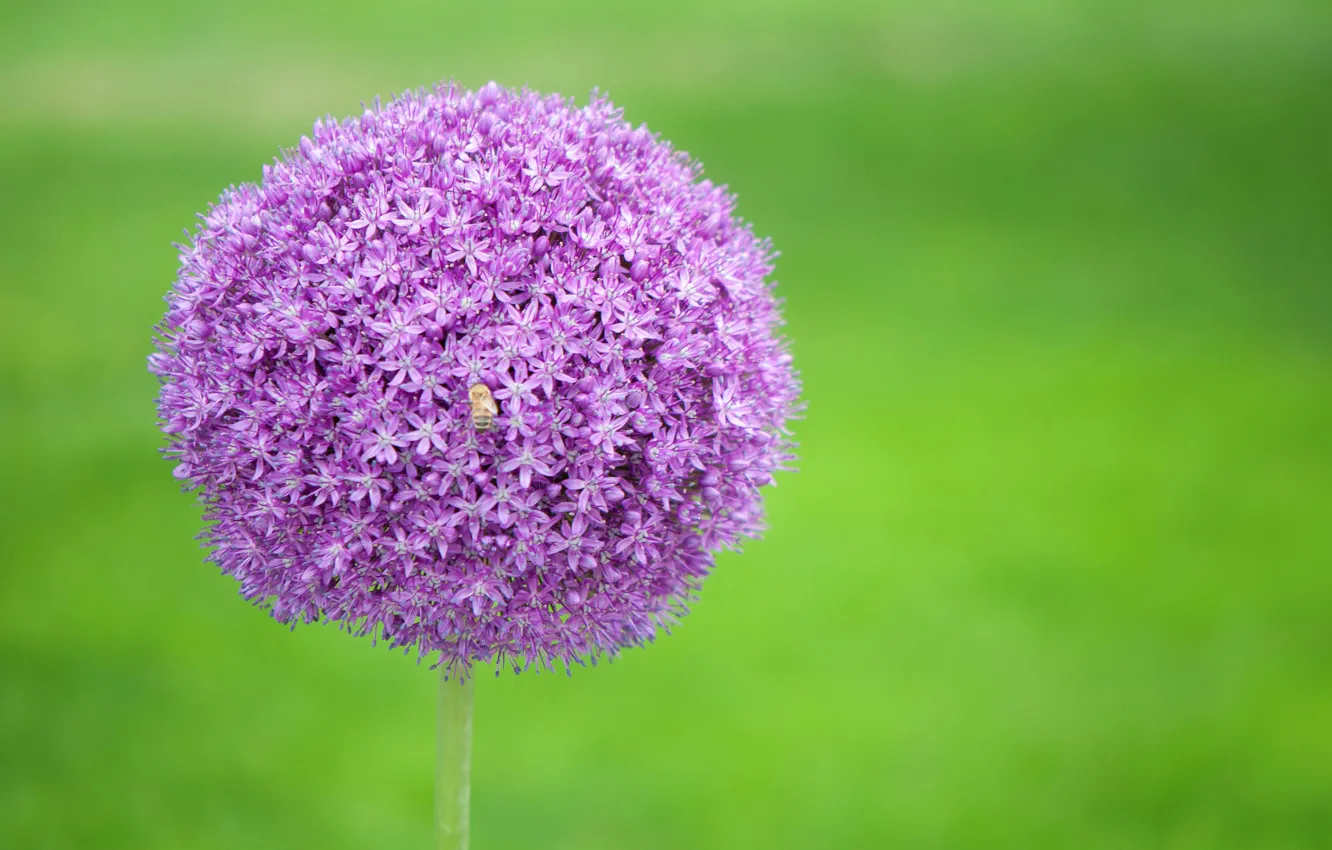 Photo wallpaper macro, bow, inflorescence
