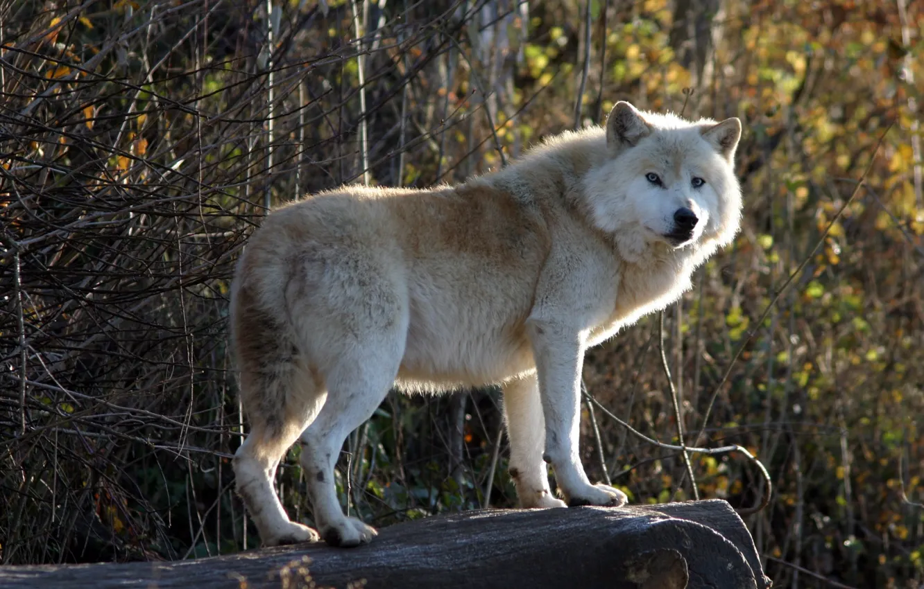 Photo wallpaper Predator, nature, animal, wolf, wildlife, portrait, portrait., Canis lupus. face