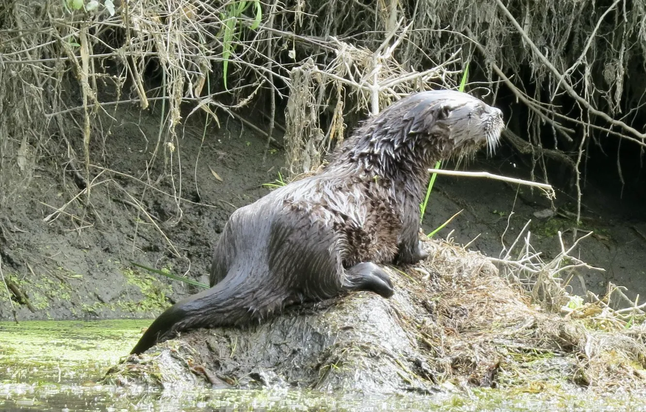 Photo wallpaper animal, wildlife, Otter