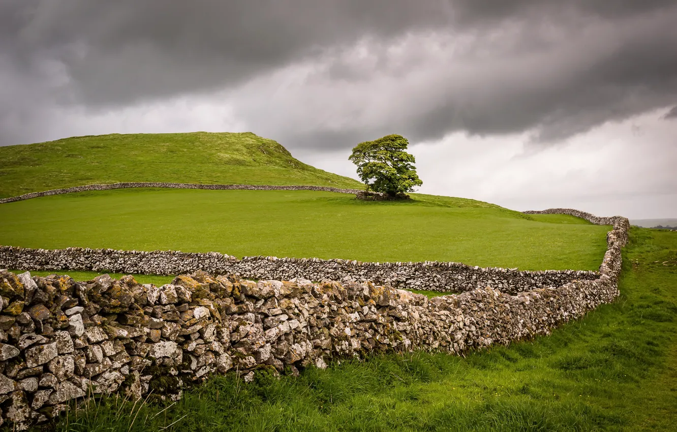 Photo wallpaper field, trees, the fence