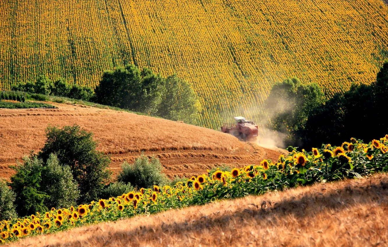 Photo wallpaper field, summer, hills, dust