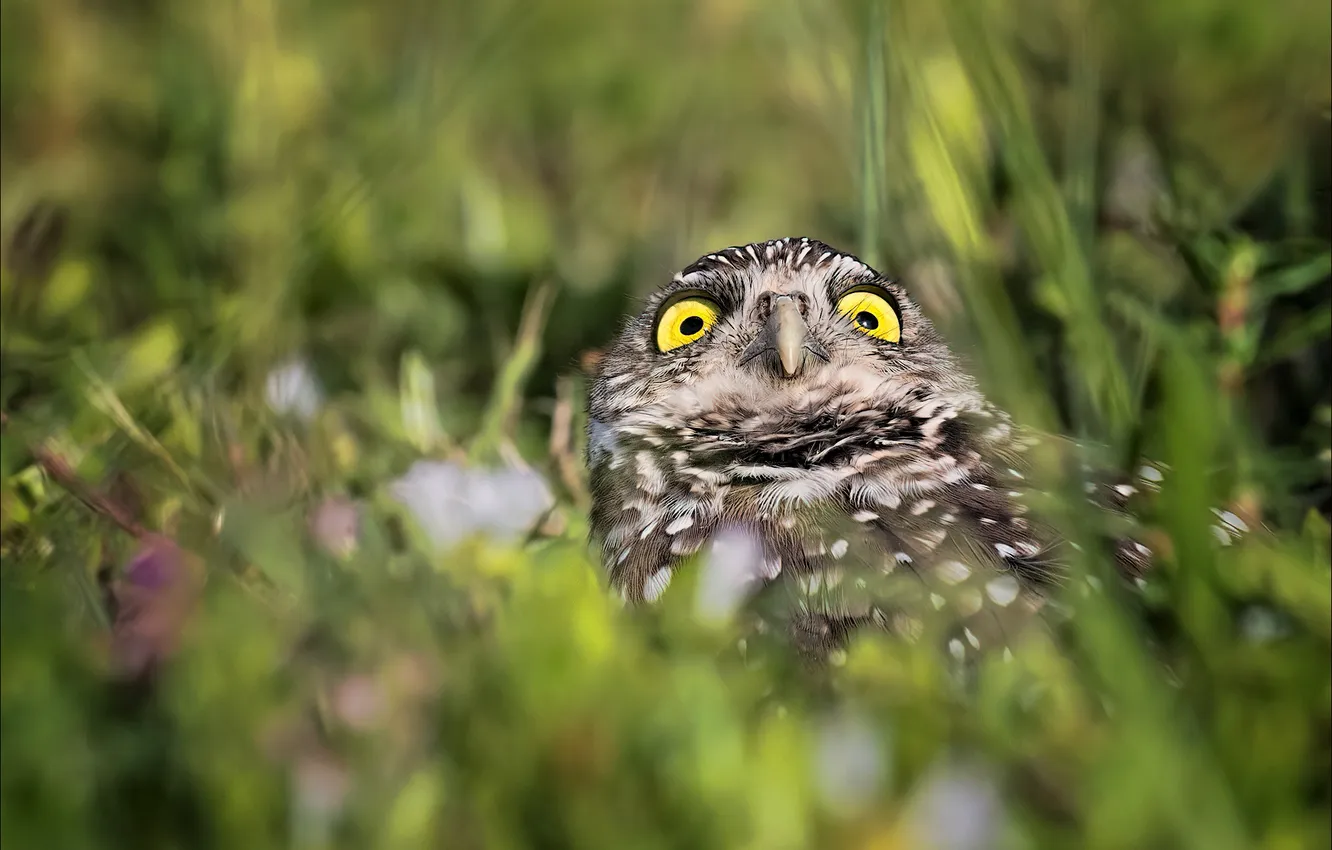 Photo wallpaper greens, grass, look, owl, bird, glade, bokeh, looking up