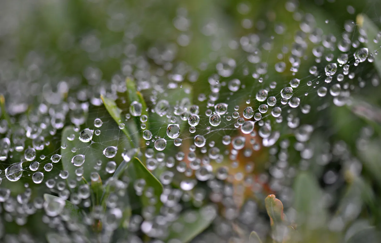 Photo wallpaper leaves, drops, Rosa, plant, web