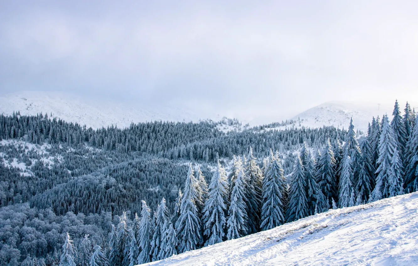 Photo wallpaper Winter, Forest, Slope