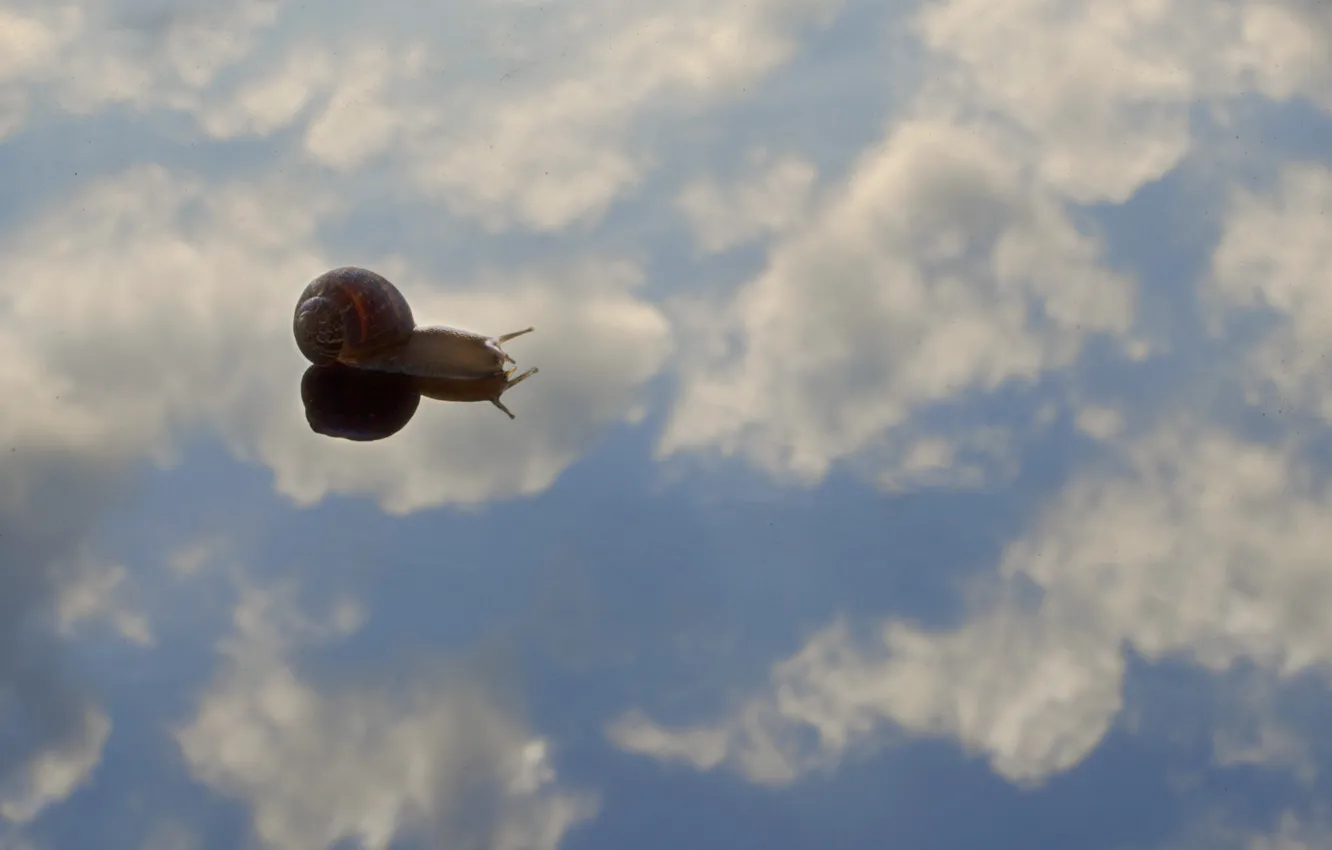 Photo wallpaper sky, water, clouds, reflection, shell, mirror, snail