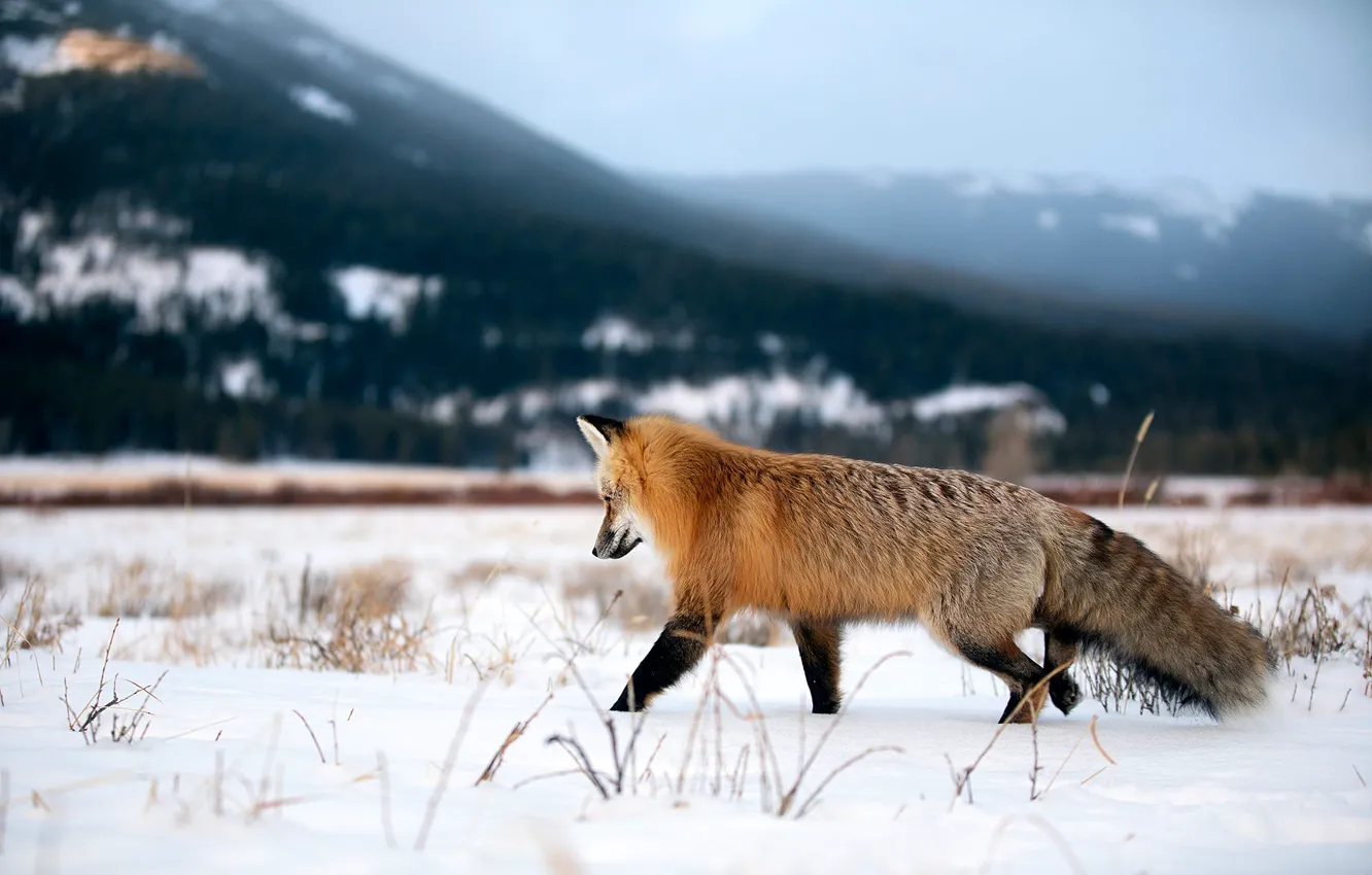 Photo wallpaper winter, field, forest, face, snow, mountains, nature, pose