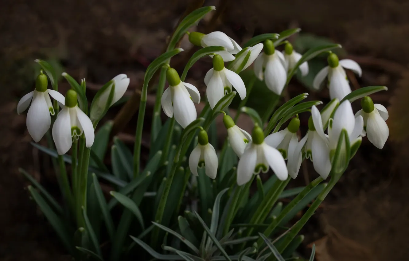 Photo wallpaper flowers, glade, spring, snowdrops, white