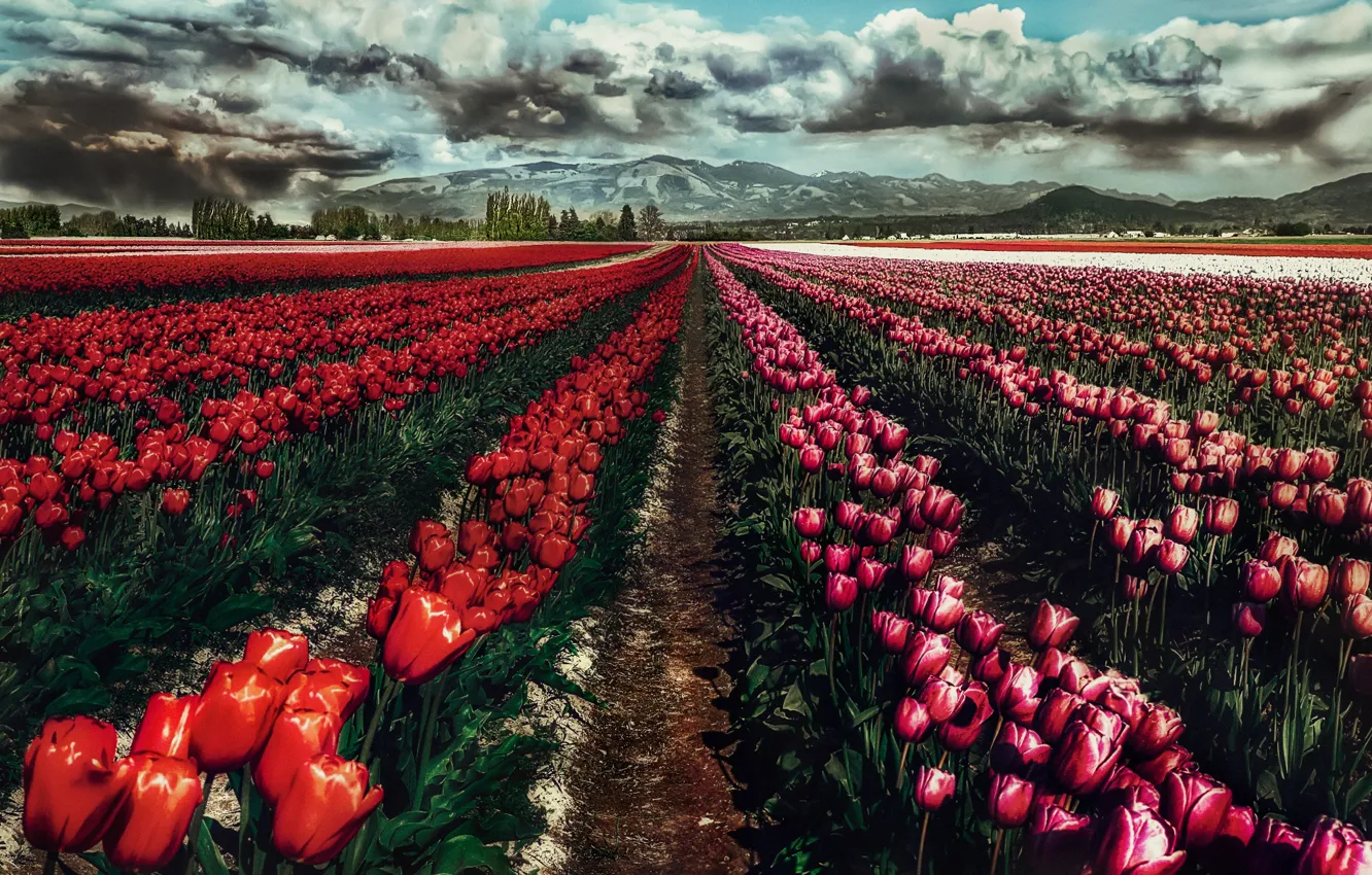 Photo wallpaper the sky, clouds, flowers, mountains, clouds, spring, gloomy