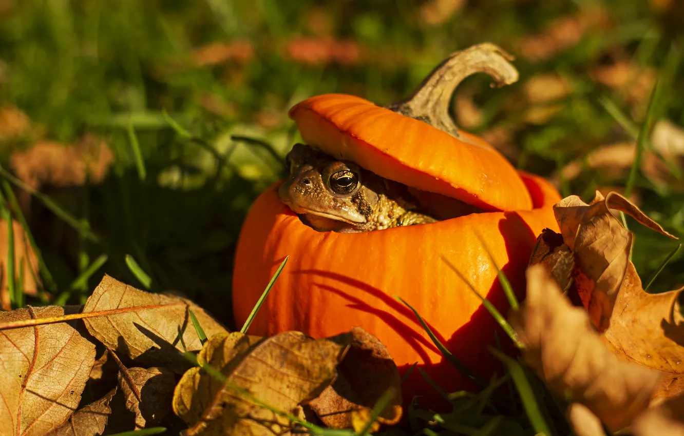 Photo wallpaper grass, eyes, leaves, pumpkin, toad, bokeh