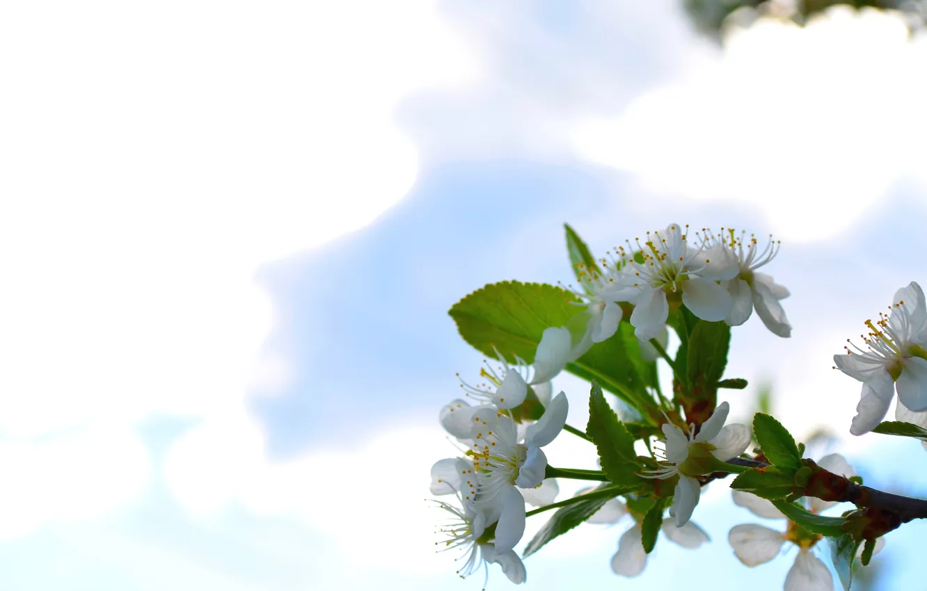 Photo wallpaper macro, flowers, nature, cherry, flowering
