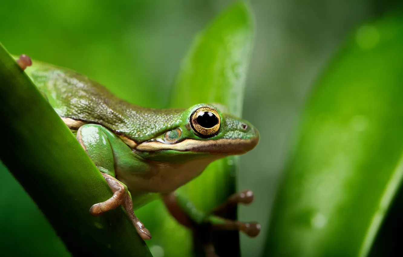 Photo wallpaper greens, macro, frog