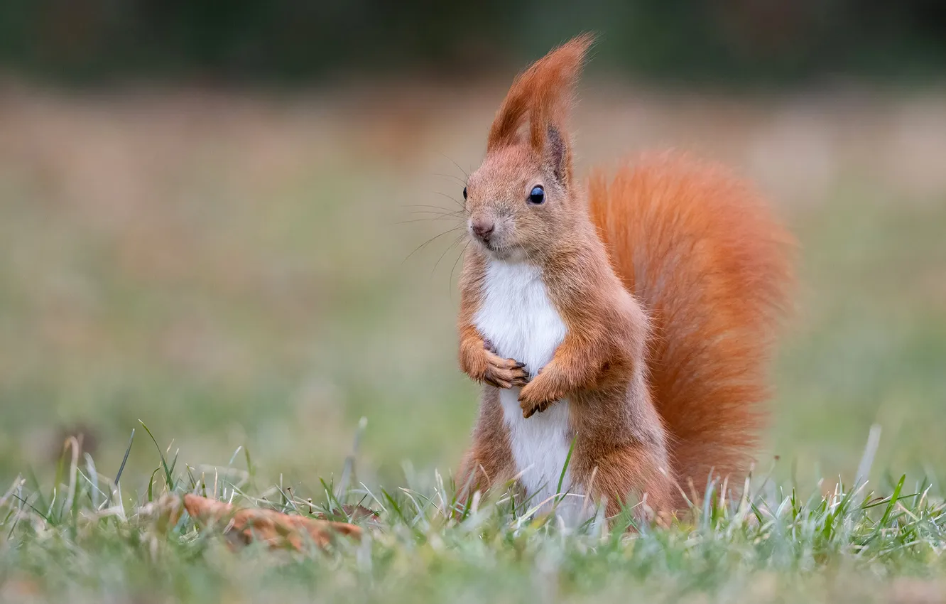 Photo wallpaper grass, look, nature, pose, glade, legs, protein, tail