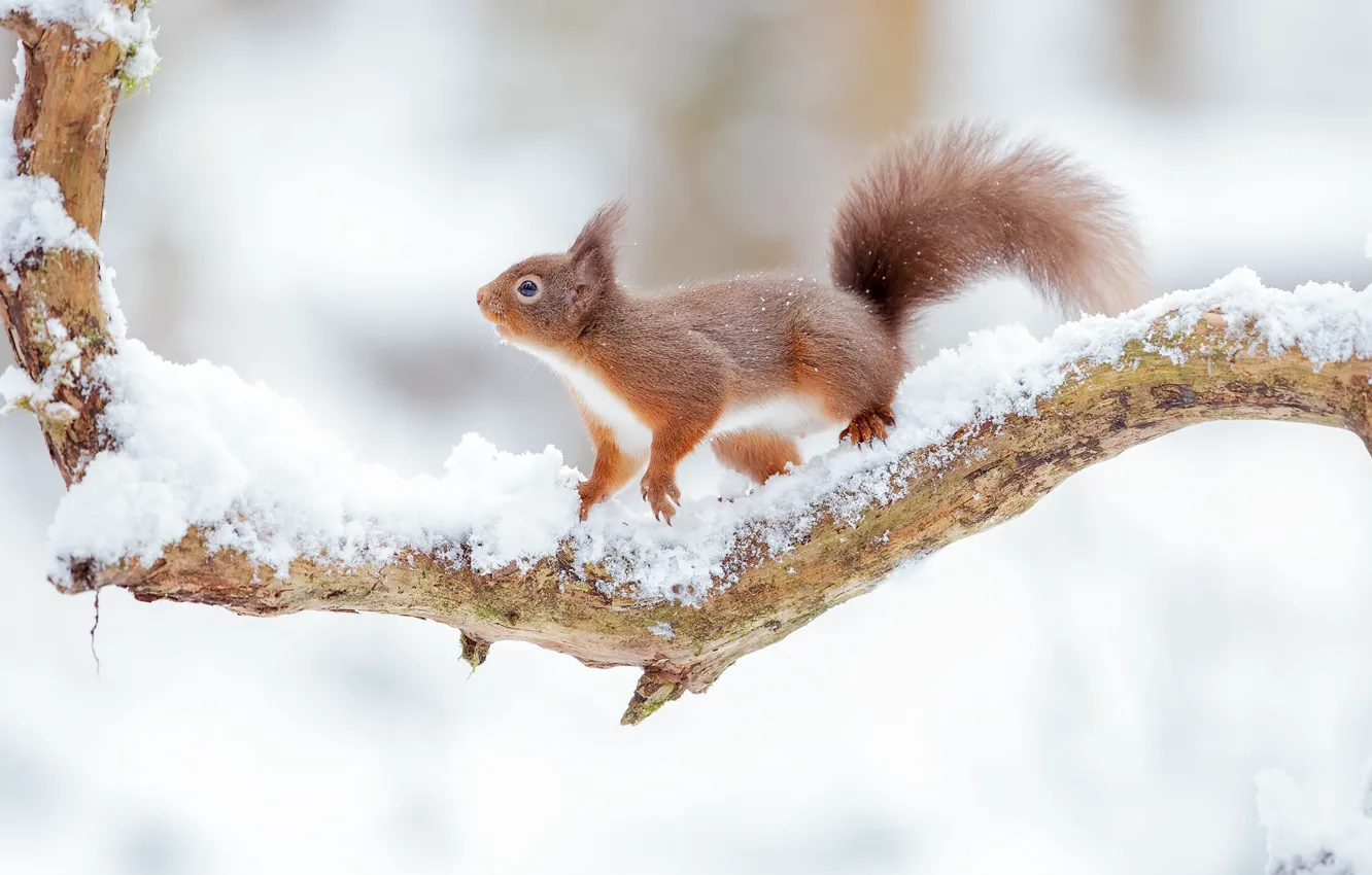 Photo wallpaper snow, protein, red, snag, bokeh