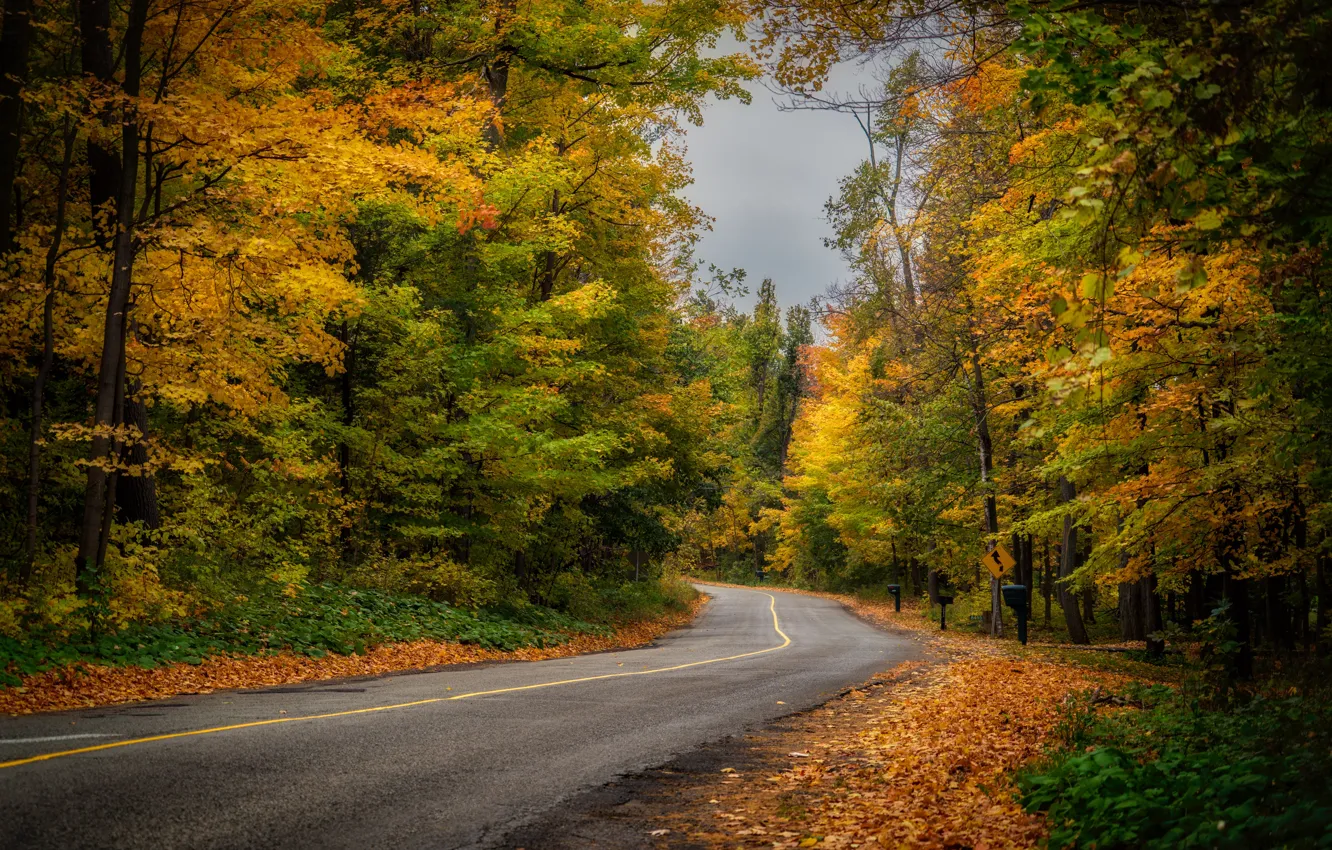 Photo wallpaper road, autumn, forest, nature