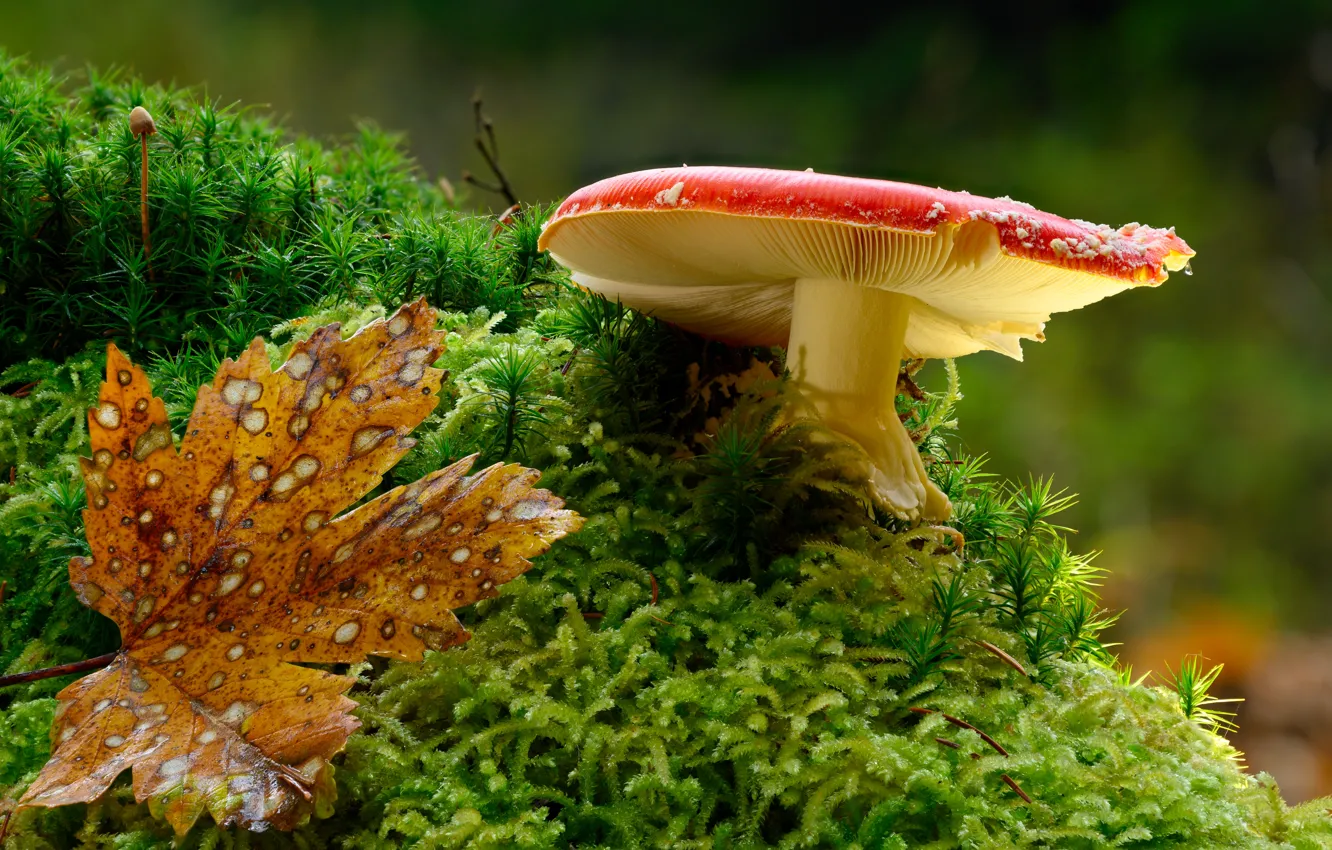 Photo wallpaper autumn, forest, red, mushrooms, leaf, moss, mushroom, Autumn leaf
