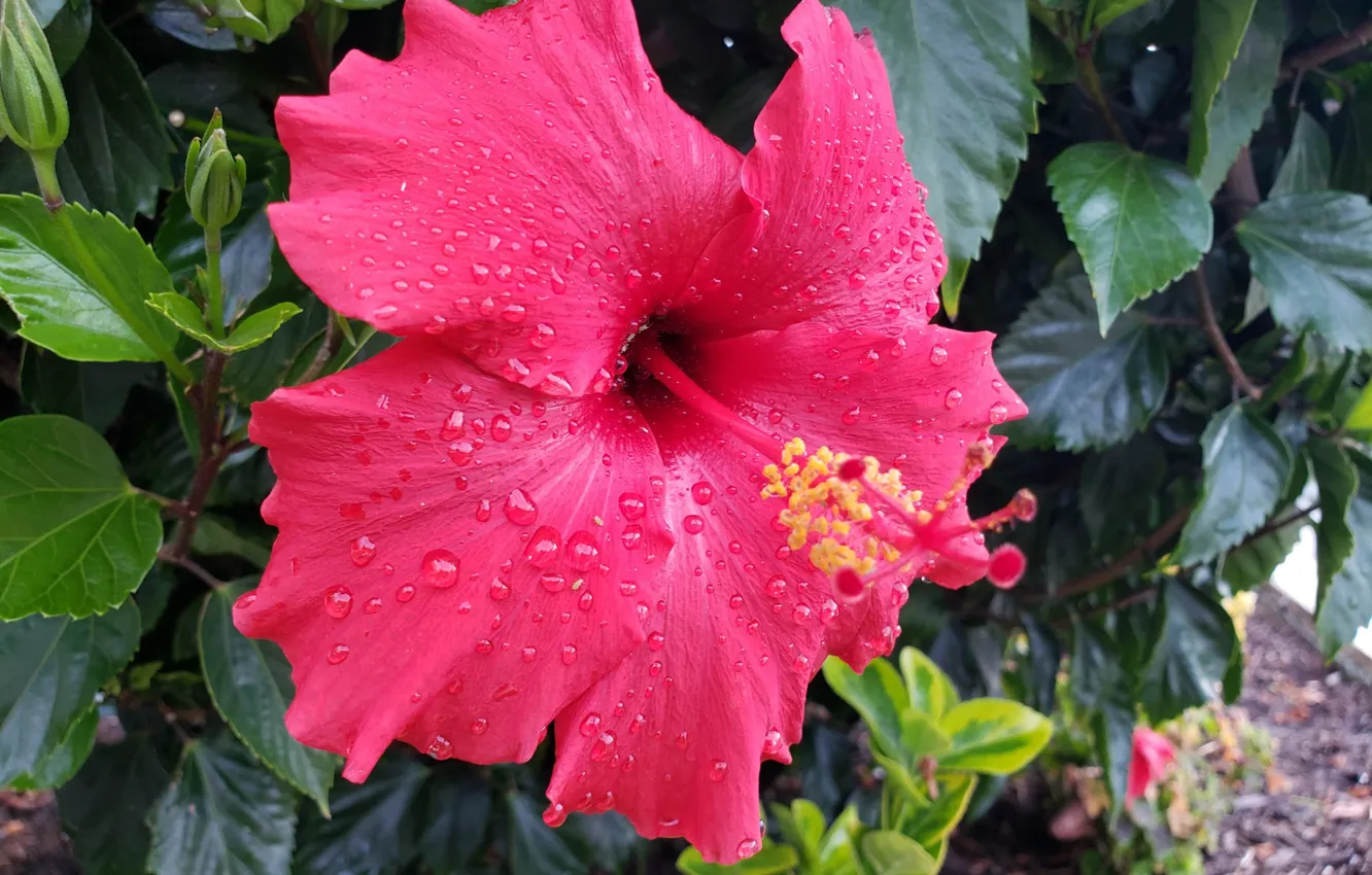 Photo wallpaper drops, after the rain, hibiscus