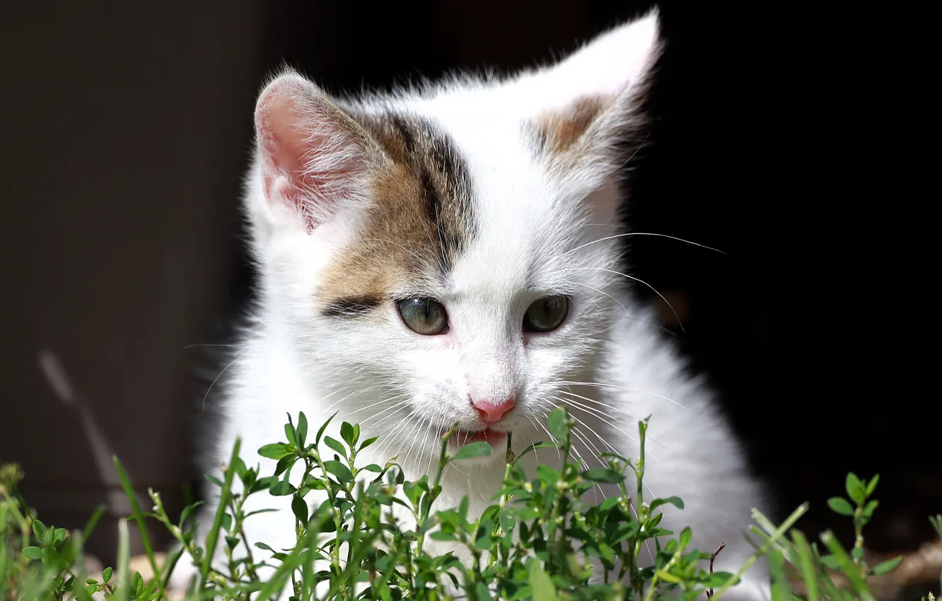Photo wallpaper cat, white, grass, light, the dark background, kitty, baby, kitty
