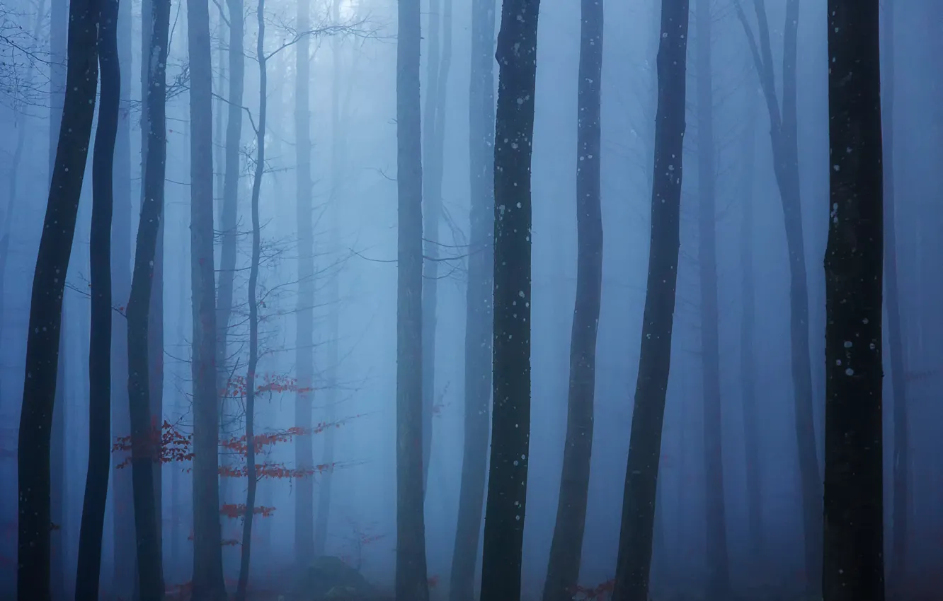 Photo wallpaper forest, trees, fog, forest, trees, fog, Uschi Hermann