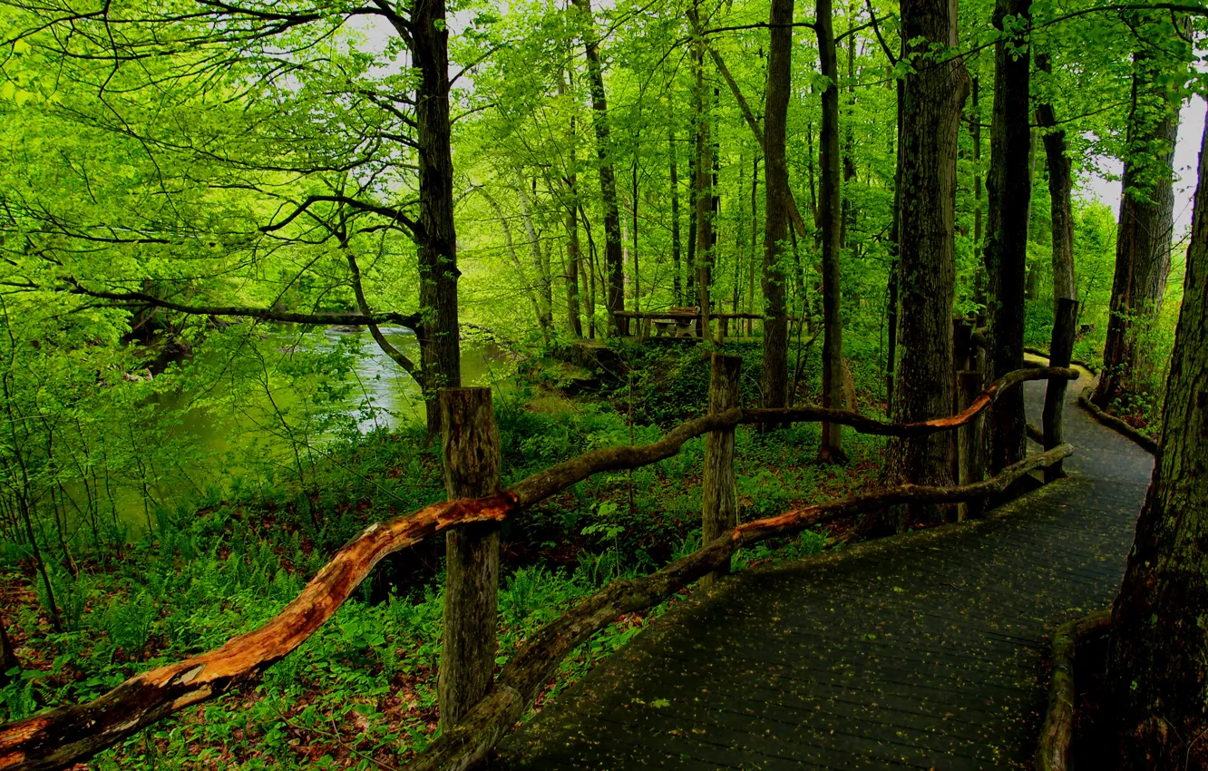 Photo wallpaper forest, trees, Park, river, the fence, path