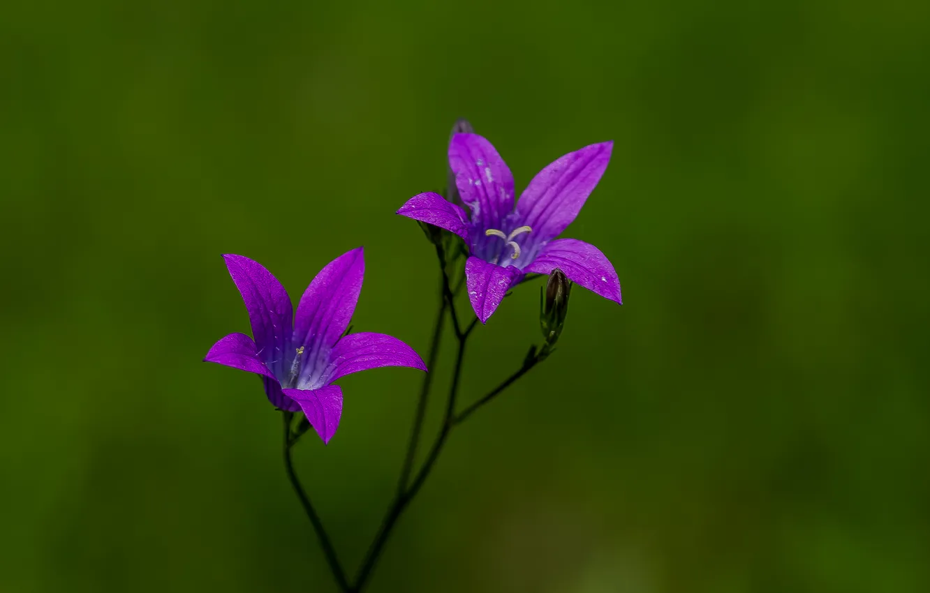 Photo wallpaper summer, nature, bells, wildflowers