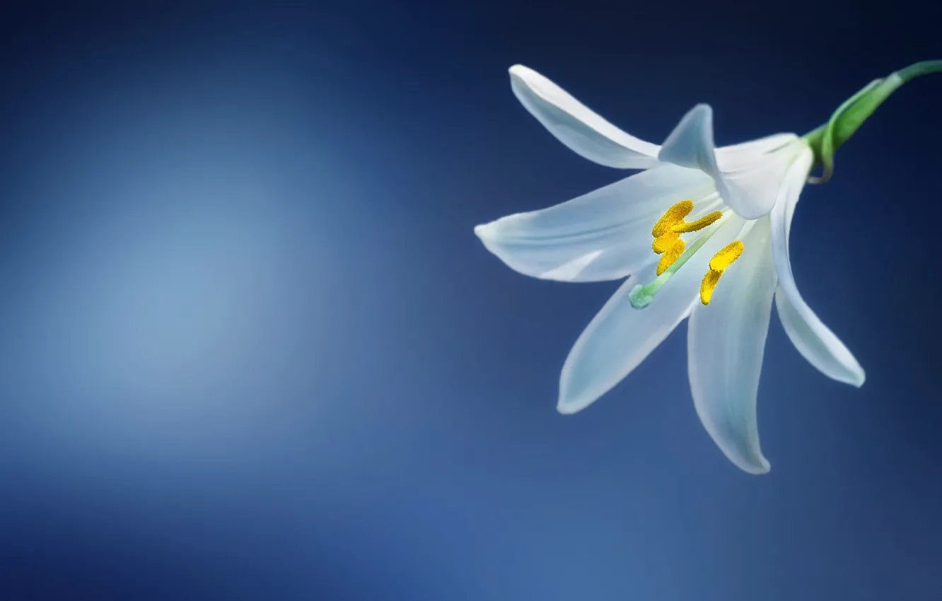 Photo wallpaper macro, petals, Lily white