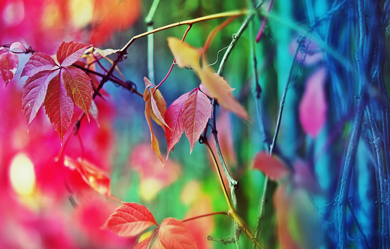 Photo wallpaper autumn, leaves, paint