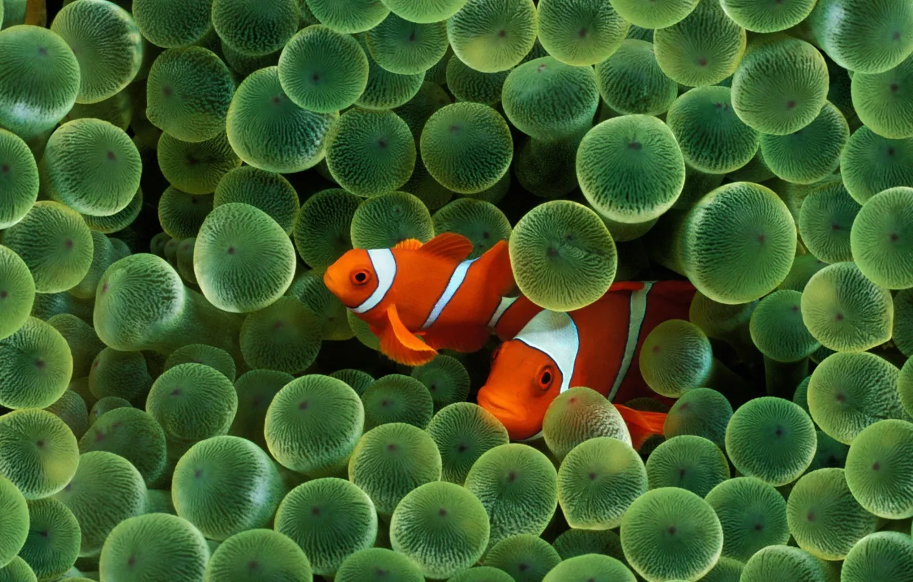 Photo wallpaper wet, balls, macro, fish, algae, strips, green garbage, color