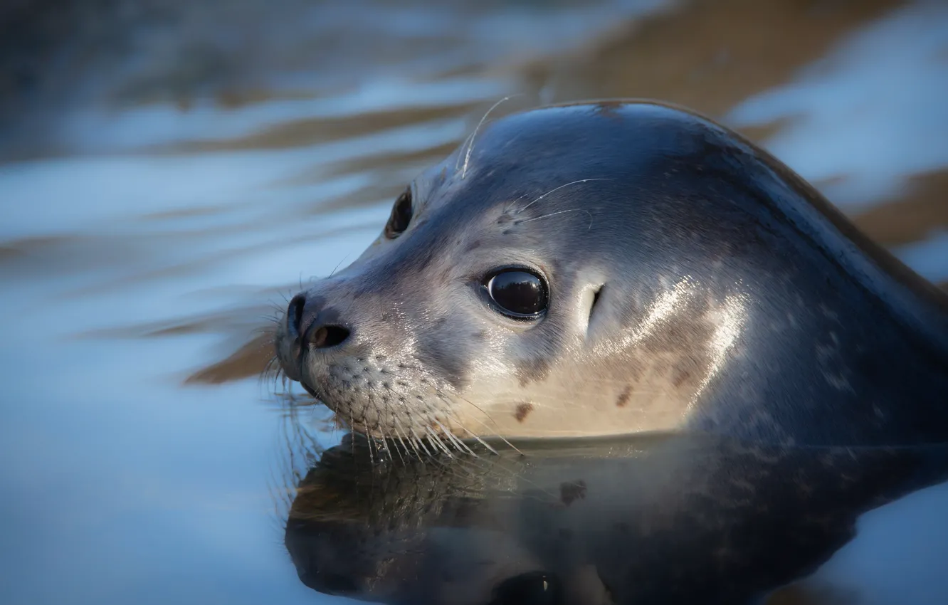 Photo wallpaper portrait, look, bathing, swimming, face, seal, pond, water