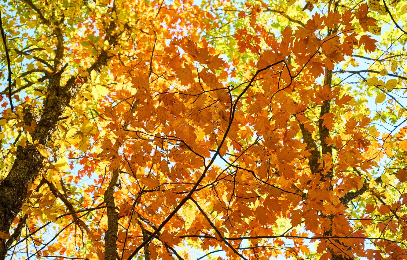 Photo wallpaper autumn, leaves, colorful, maple, autumn, leaves, autumn, maple