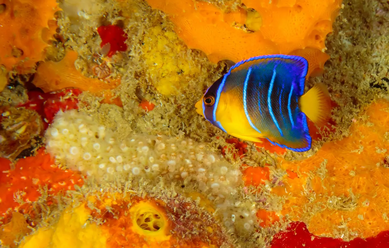 Photo wallpaper fish, fish, corals