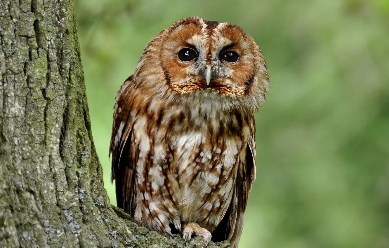 Photo wallpaper trees, owl, Gray owl