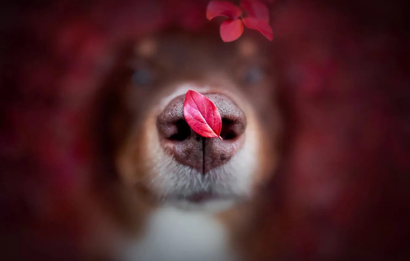 Photo wallpaper nature, pose, dog, nose, face