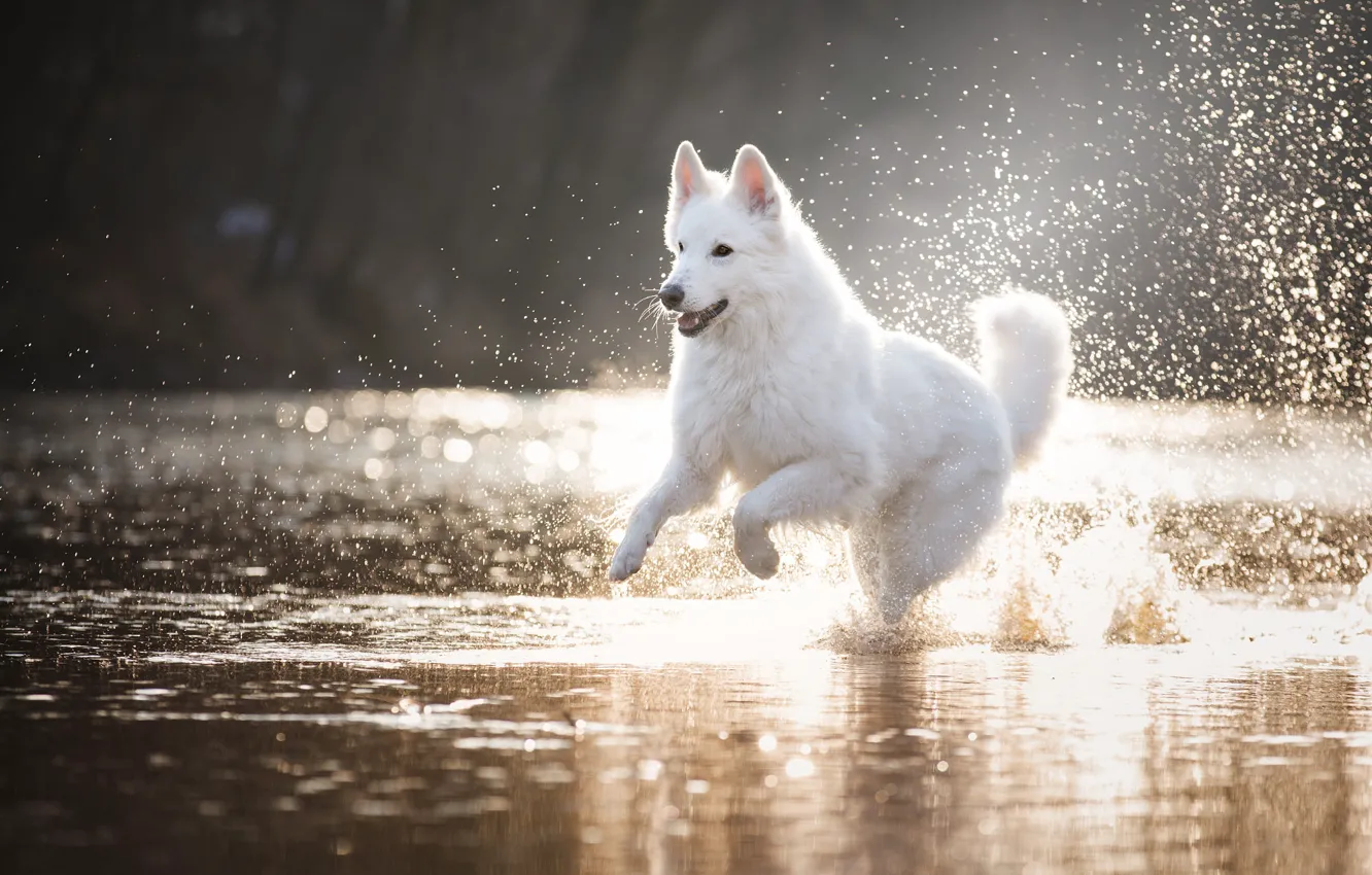 Photo wallpaper white, look, water, drops, light, squirt, nature, pose