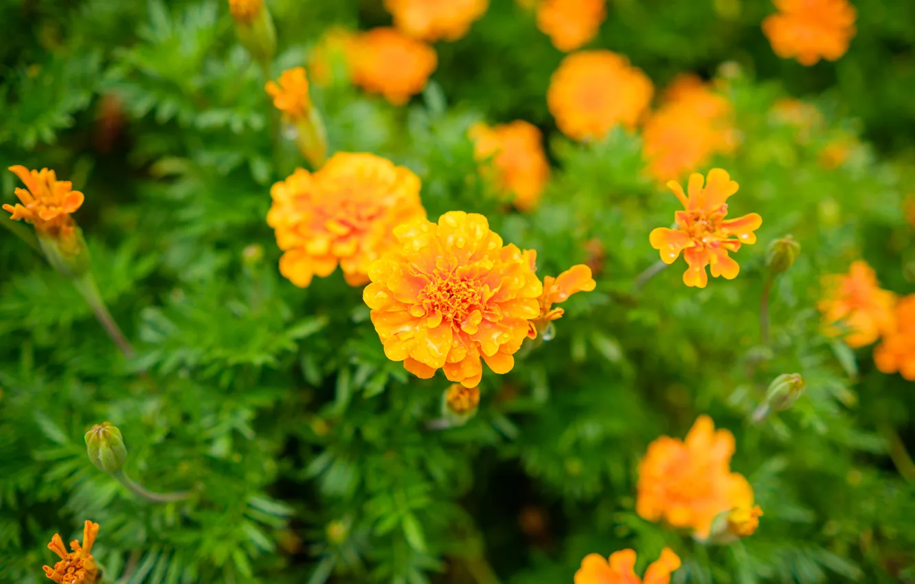 Photo wallpaper flowers, orange, garden, the bushes, bokeh, marigolds
