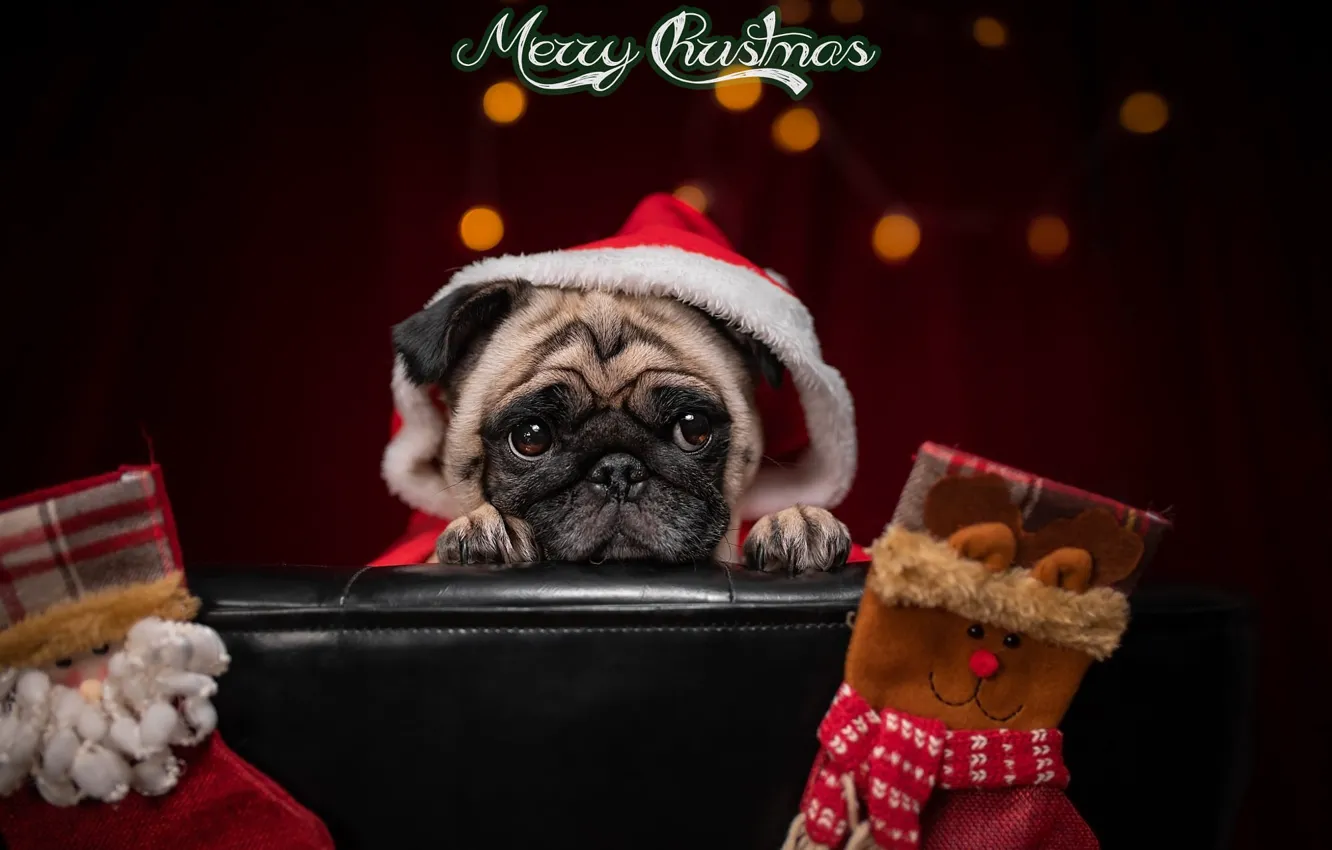 Photo wallpaper animal, holiday, dog, Christmas, hood, pug, socks, dog