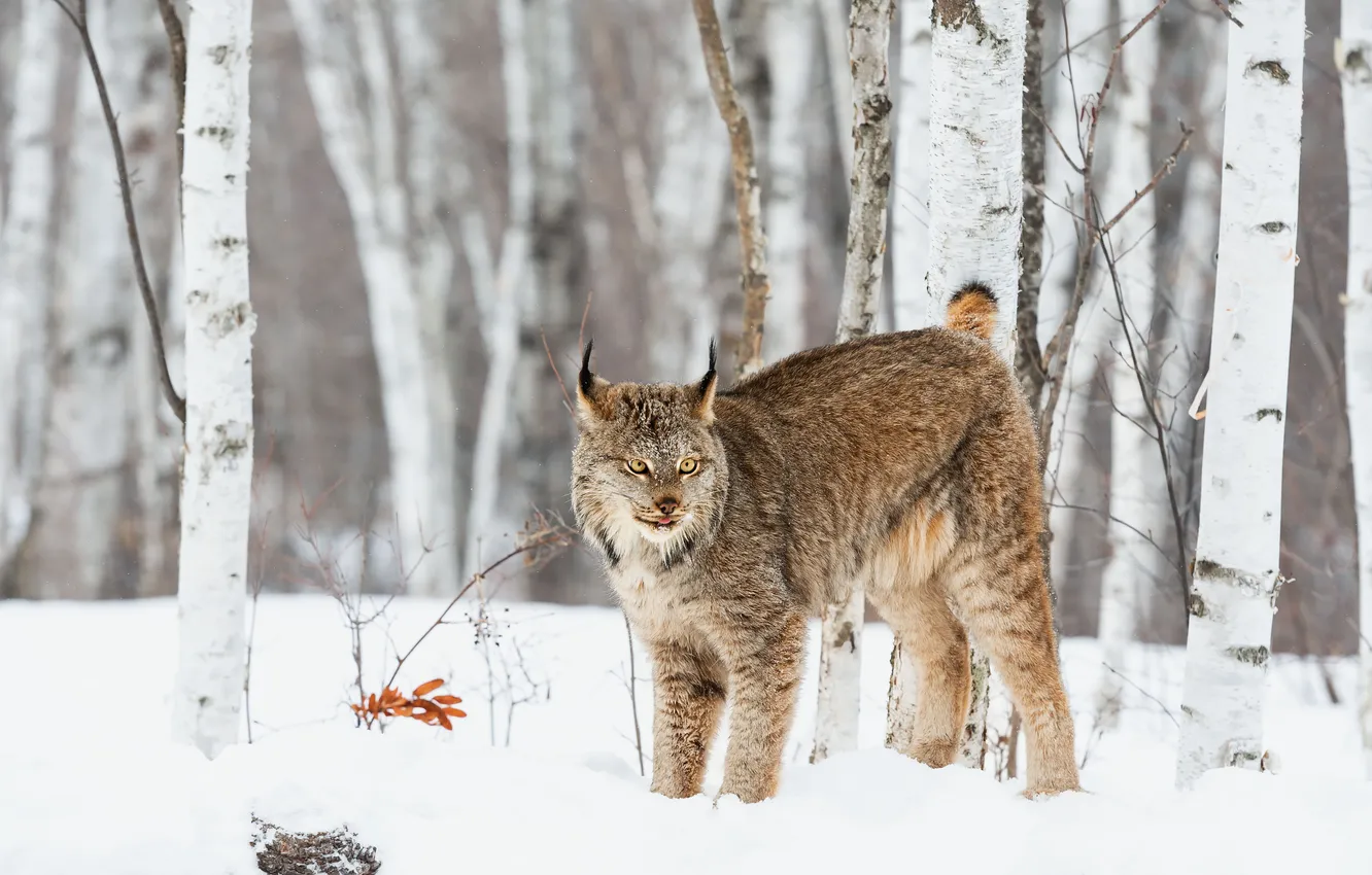 Photo wallpaper winter, look, snow, nature, lynx, face