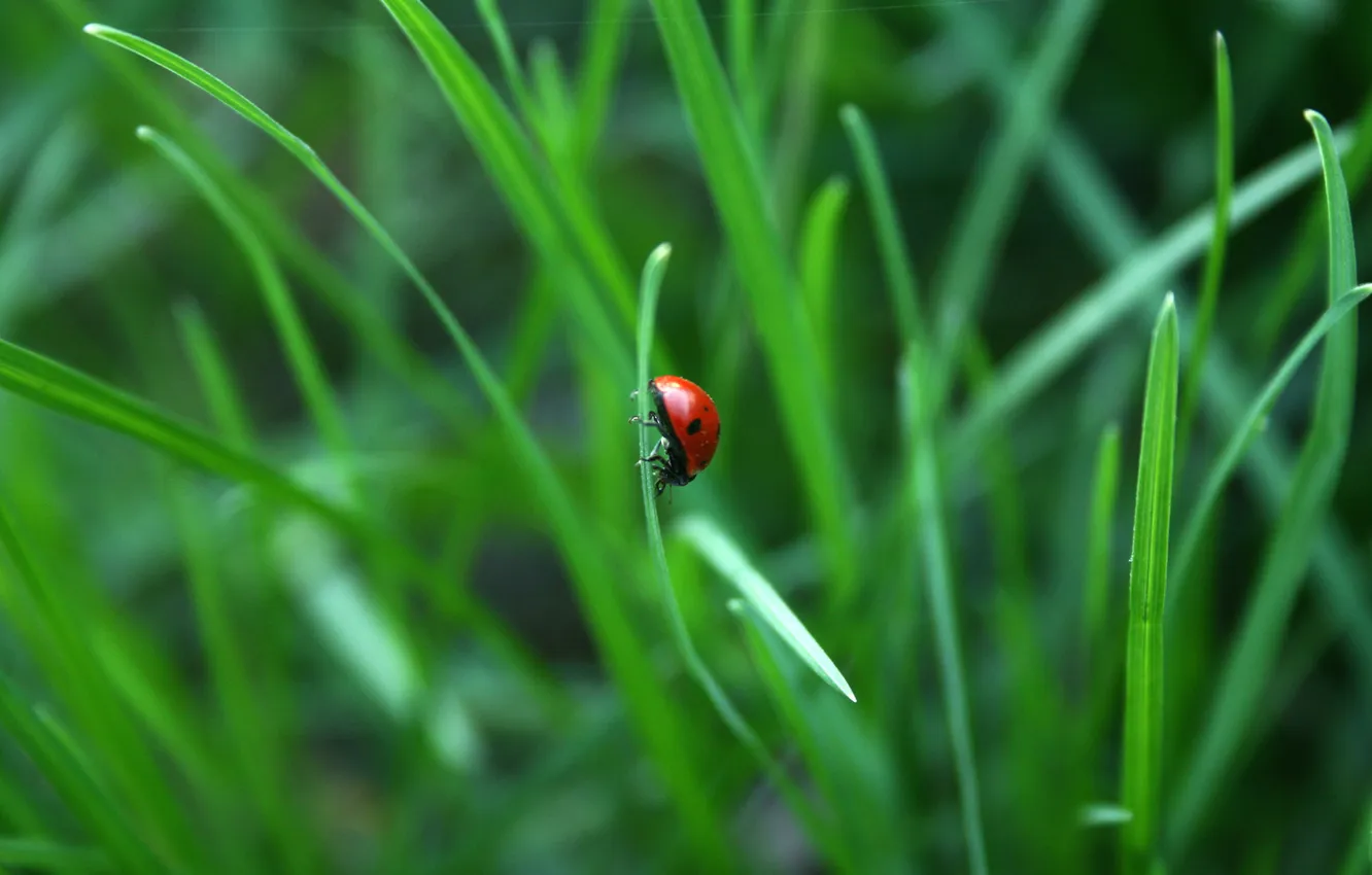 Photo wallpaper greens, grass, nature, ladybug, beauty, spring, morning, insect