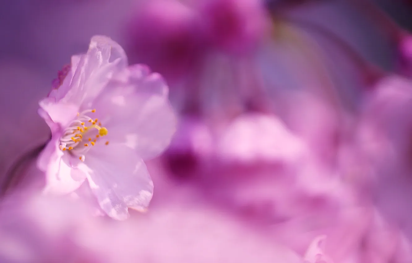 Photo wallpaper flowers, Sakura, pink, primrose
