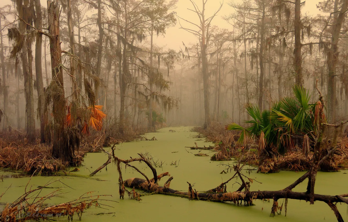 Photo wallpaper water, trees, thickets, swamp, jungle, dampness