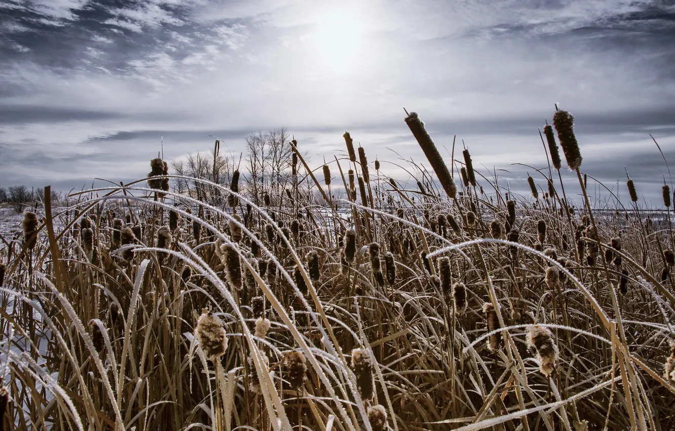 Photo wallpaper frost, autumn, reed