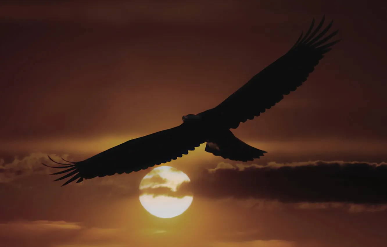 Photo wallpaper the sky, the sun, clouds, flight, sunset, bird