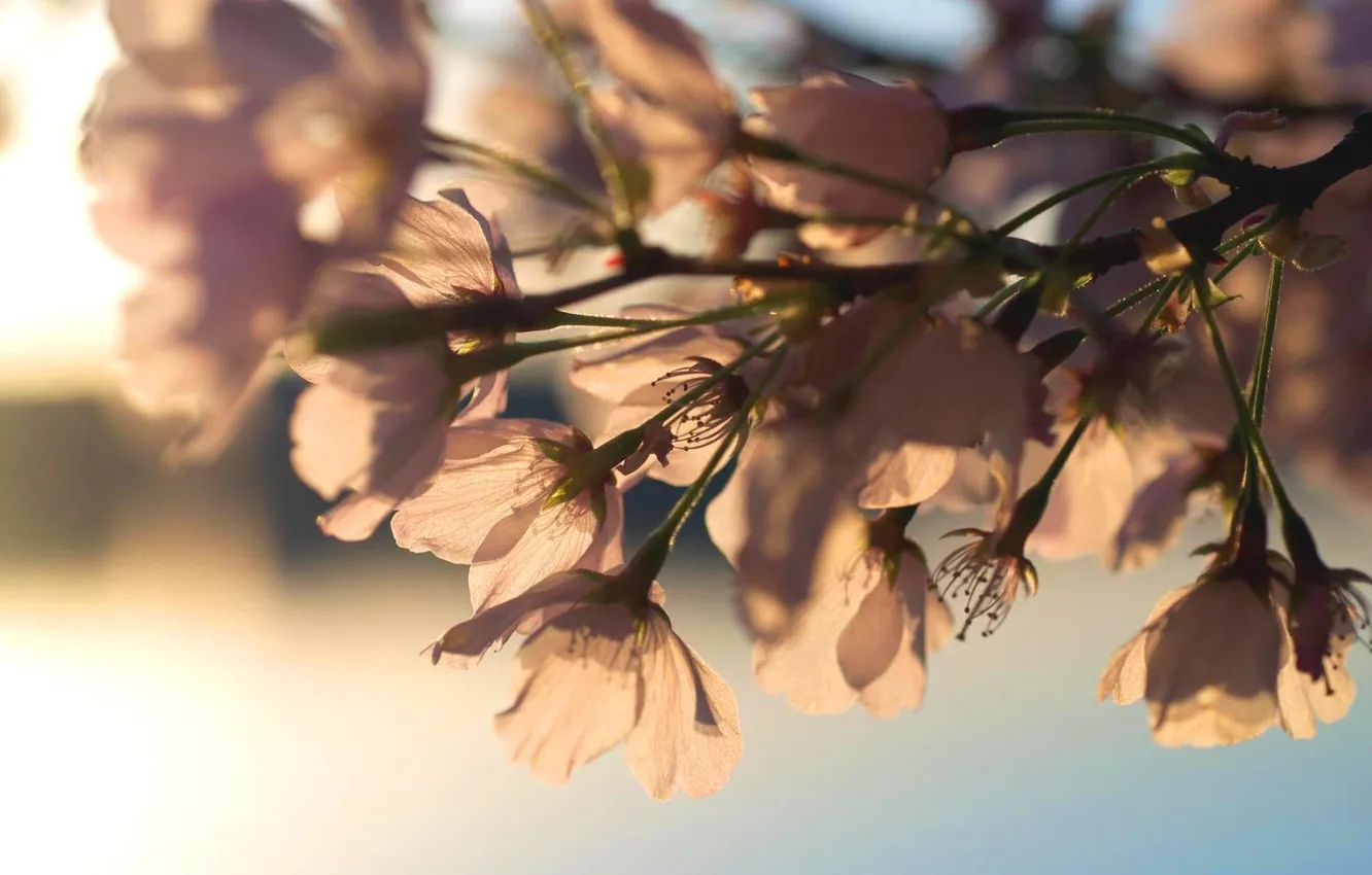 Photo wallpaper the sun, light, flowers, branches, background, branch, Wallpaper, color