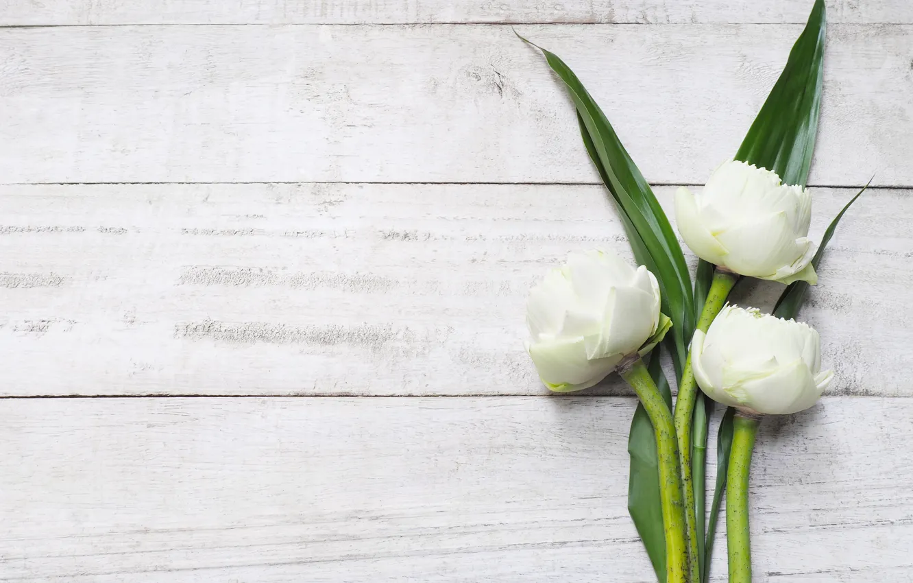 Photo wallpaper white, flowers, Lotus, Lotus, white, buds, wood, flowers