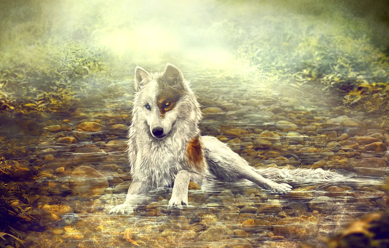Photo wallpaper water, nature, wolf, by Amphispiza