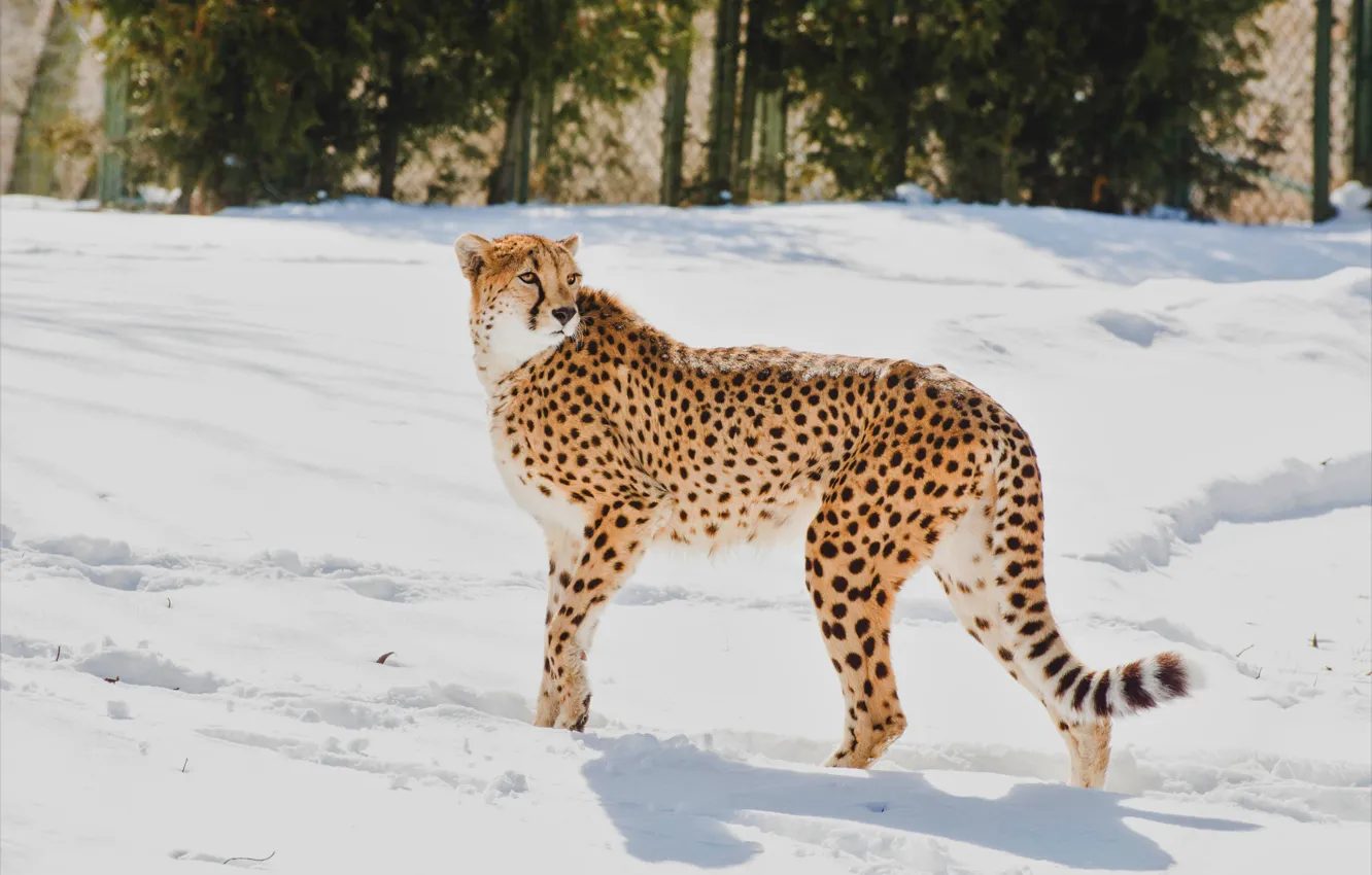 Photo wallpaper winter, look, light, snow, pose, the fence, Cheetah, the snow