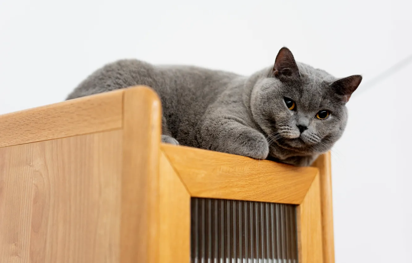 Photo wallpaper shelves, cat, look, pose, lies, grey, wall, chubby