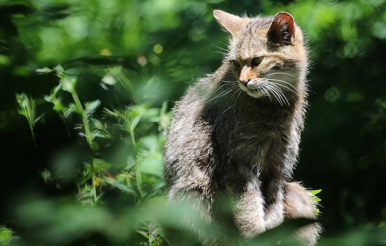 Photo wallpaper cat, cat, look, face, leaves, light, nature, pose