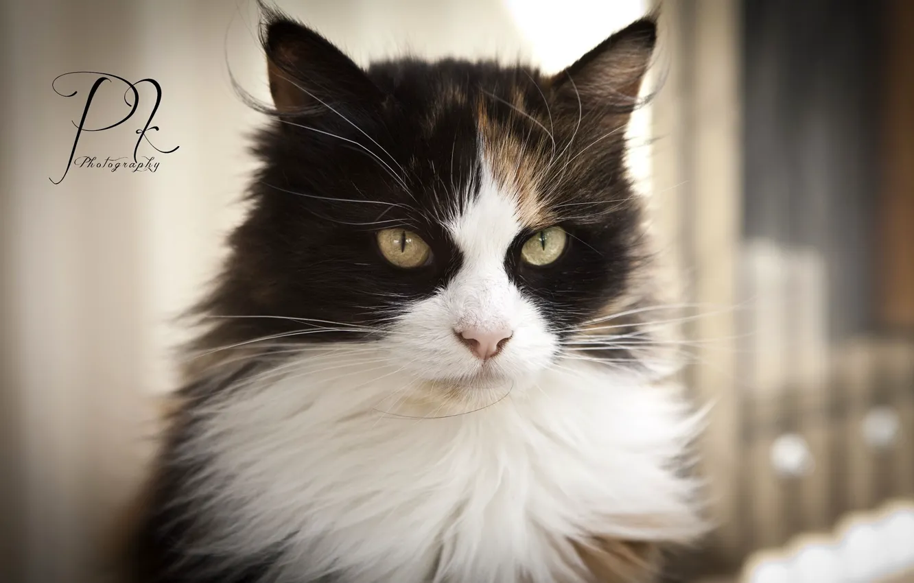 Photo wallpaper cat, cat, look