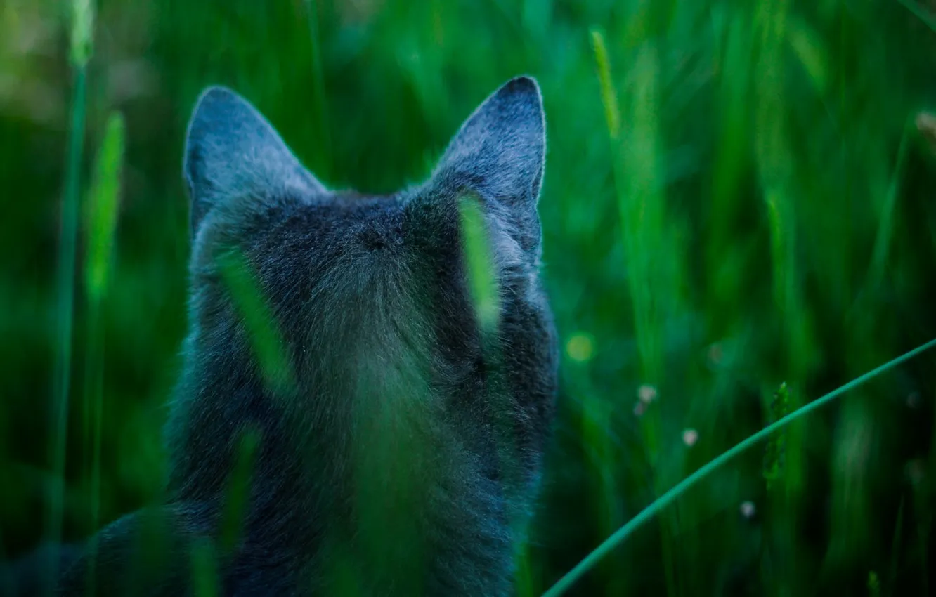 Photo wallpaper grass, cat, nature