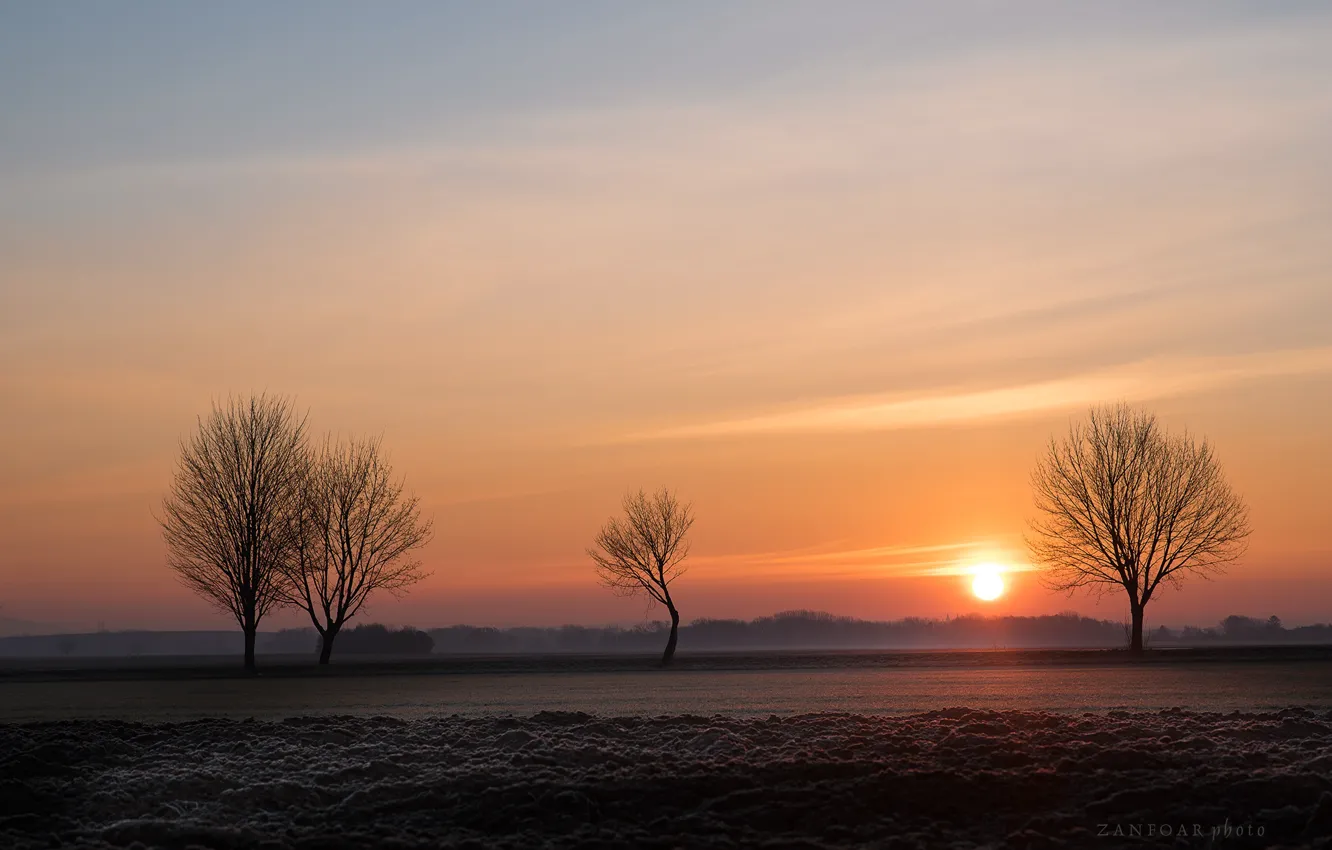 Photo wallpaper forest, the sun, trees, nature, Zan Foar